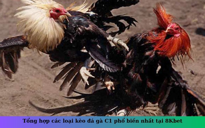 Tổng hợp các loại kèo đá gà C1 phổ biến nhất tại 8Kbet